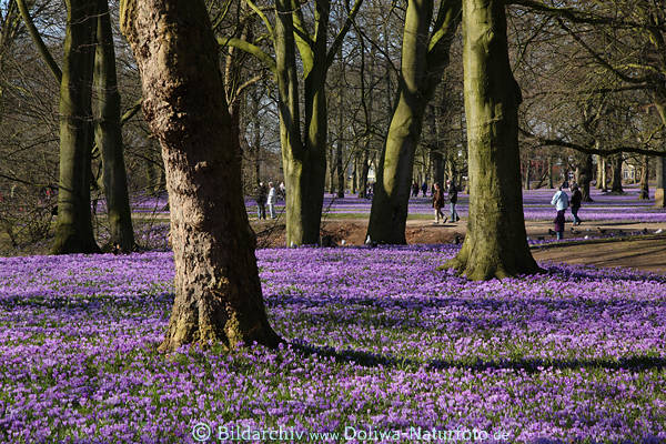 Krokusse Bltenteppich in Husum Schlossgarten Landschaft pinke Blumenfelder unter Bumen
