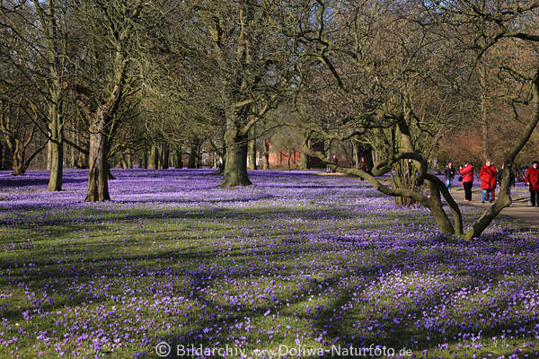 Krokusblte Besucher in Husum Schlogarten Frhling Landschaft