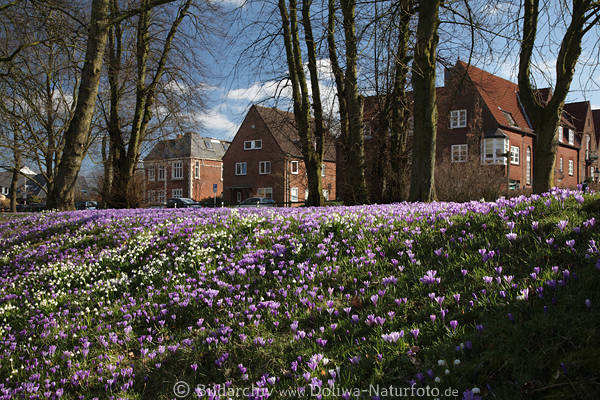 Husum Huser Parkwiese Krokusblte Frhling Landschaft