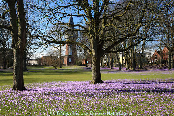 Krokusblte vor Wasserturm Husum Park-Landschaft Frhling lila Blumenfeld vor Aussichtsturm
