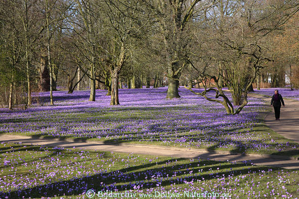 Husum Krokusblte Image Parklandschaft Spazierwege in violett blhende Krokusfelder