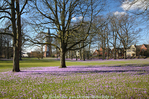 Husum Krokuswiese Landschaft pinke Frhlingsblte Panorama mit Husern am Park