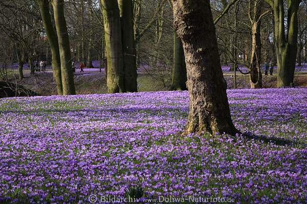 Husumer Frhling Bltenpracht Landschaft der Krokusse lila Blumenfeld Bume in Park