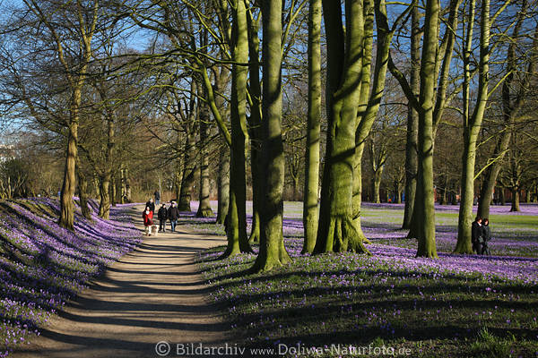 Krokusblte in Parkallee Husum Besucher Landschaft Frhling Bume Spazierweg