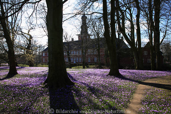 Husum Krokusblte vor Schloss Parklandschaft in Gegenlicht