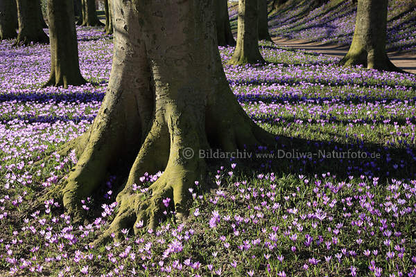 Krokusblte um Baumstmme Husum Parklandschaft Frhling