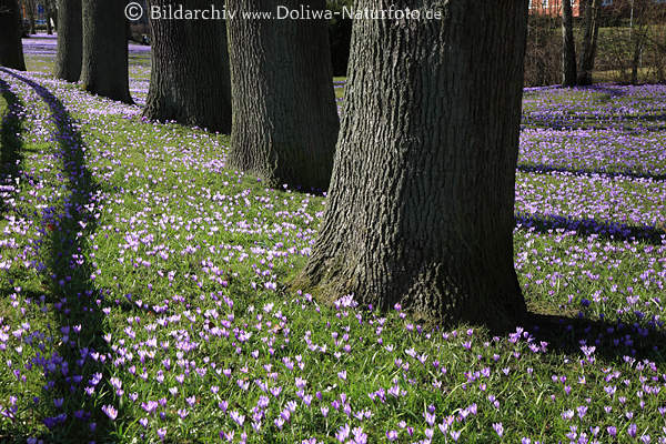 Krokuswiese Frhlingsblte um Bume vor Schlo Husum Landschaft Foto