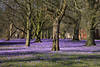 Husumer Krokusblüte lila Blumenteppich in Schlosspark Bäume Landschaft Bild