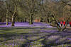 Krokusblüte um Baumstämme Husum Parklandschaft Frühling Foto