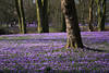 Husumer Frühling Blütenpracht Landschaft der Krokusse lila Blumenfeld Bild Bäume in Park