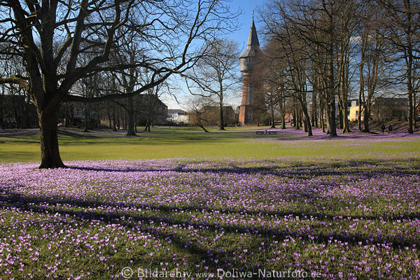 Husumer Wasserturm Aussicht ber Parklandschaft whrend lila Krokusblte