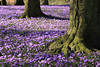 Krokusfeld Landschaft Frhlingsblte um Bume Stmme in Husumer Park