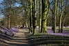 Krokusblüte in Parkallee Husum Besucher Landschaft Frühling Bäume Spazierweg