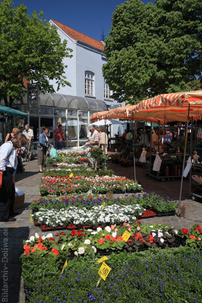 Wochenmarkt Leer Besucher Spaziergang bei Blumen & Marktbuden Stadtbummel