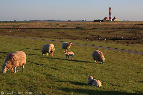 Eiderstedt-Leuchtturm Deich mit Schafen Meerufer Blick Nordseekste Landschaft