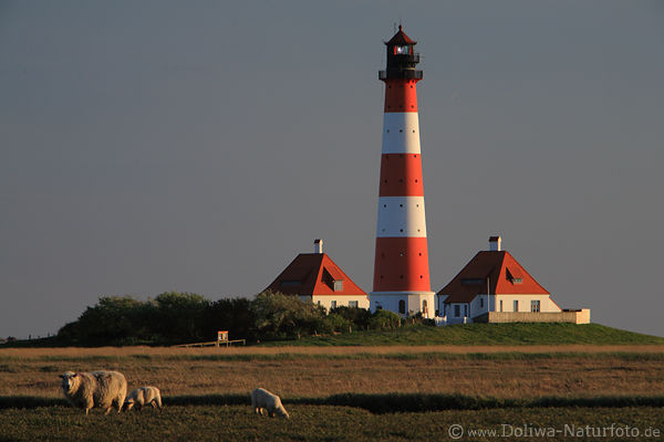 Leuchtturm Westerheversand 2 rote Huschen Schafe Nordseekste markante Seelaterne Landschaft