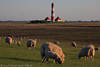 Leuchtturm Westerhever Foto über Deich Schafe Weide in Nordseeküste Landschaft Bild