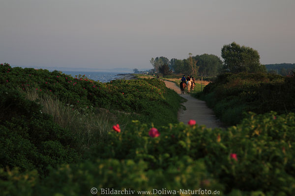 Meer Uferweg Landschaft Damp Ostseekste Naturidylle Grnufer Reiter Meerpfad