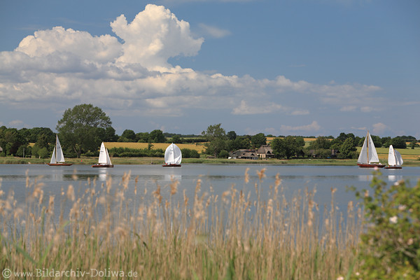Schleibild Ostseefjord Wasserlandschaft Segler Boote Naturfoto Schilf unter Wolke