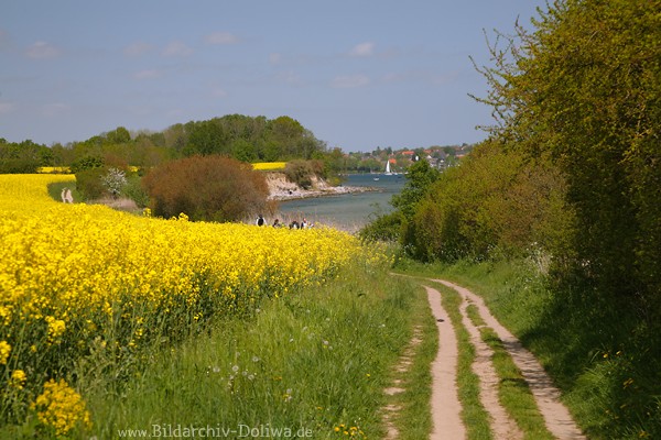 Ostseekste Rapsfeld Meeruferweg Gelblandschaft am Wasser Naturfoto 231068 Bild
