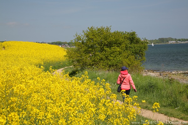 Ostsee Feldblte Gelbufer Naturfoto Frau Spaziergang am Wasser Meerksteweg Gelbfeld 231047 Landschaftsbild
