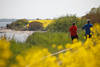 Ostsee gelbe Hochufer Rapsblüte Wanderer Spaziergang Foto blühende Meerküste Naturbild 231113