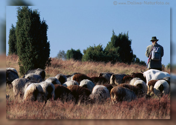Postkarte von Heideschfer mit Heidschnucken Schafen weiden in Heidelandschaft Naturbild