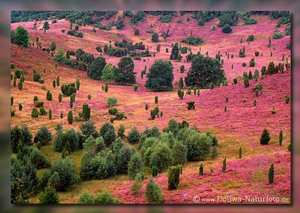 Postkarte von Heideblte am Totengrund lila Farben Bume Landschaft Naturbild Talblick