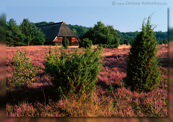 Postkarte: Schafstall in Heidelandschaft am Steingrund Natur lila-rot blhen grne Bume