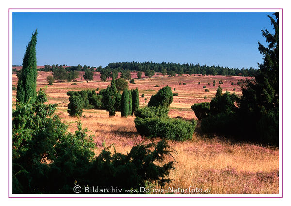 Postkarte von Heide Grasland Strucher Weitblick Landschaft Natur gelb-grn rosa Farben