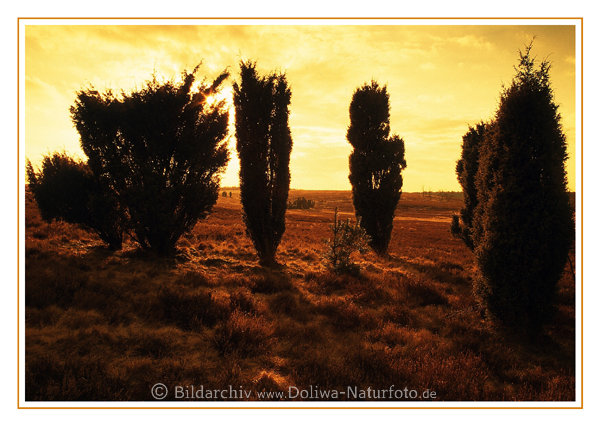 Postkarte von Wacholderheide Strucher in Gegenlicht am Himmel gelb Abendstimmung Landschaft