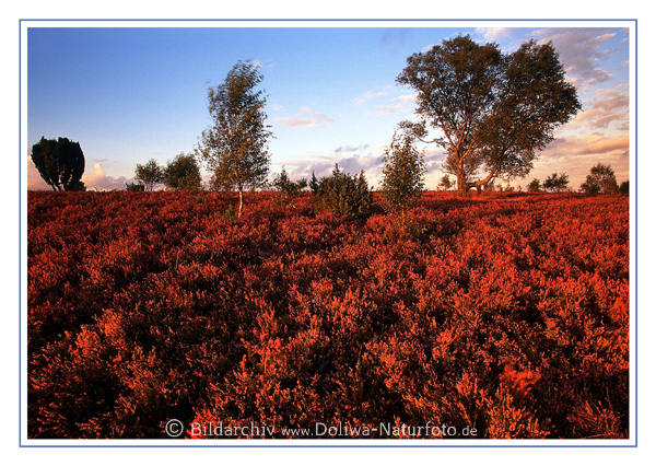 Postkarte von rote Heideflche Bume in Wind am Horizont Natur Landschaft in Abendsonne