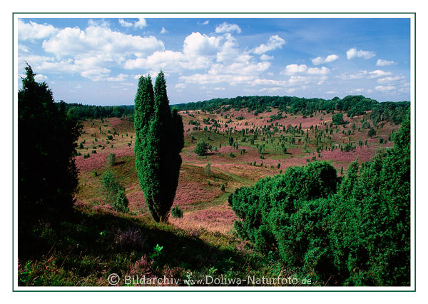 Postkarte: WacholderBaum ber Totengrund Heidelandschaft Natur-Panorama
