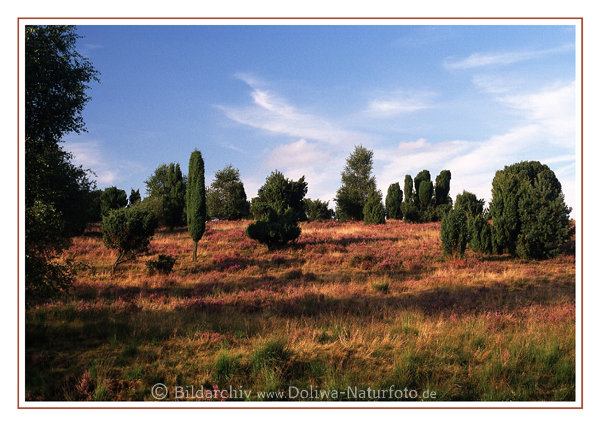 Postkarte: Heide-Grashgel Wacholder Landschaft Naturfoto unter Wolken Blauhimmel