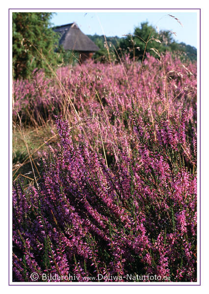 Postkarte von Erika Heidekraut Bltenflche Grobild vor Schafstall in Heidelandschaft Hochformat Aufnahme