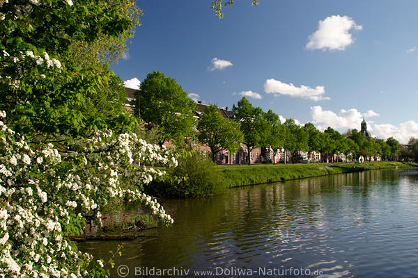 Amsterdam Frhling Baumblte Allee Fluss WasserLandschaft