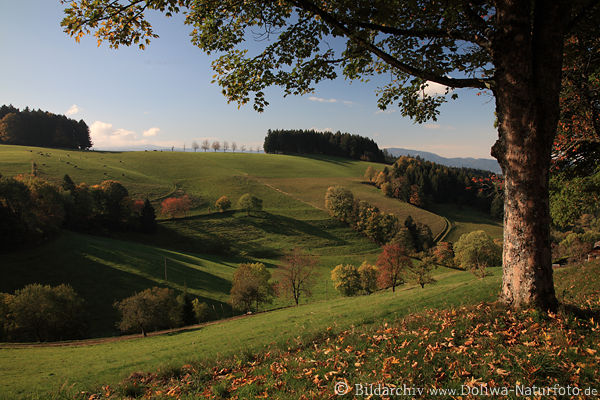 Schwarzwald Bergtal-Panorama Herbst Baum Bltterlaub Landschaft Naturidylle