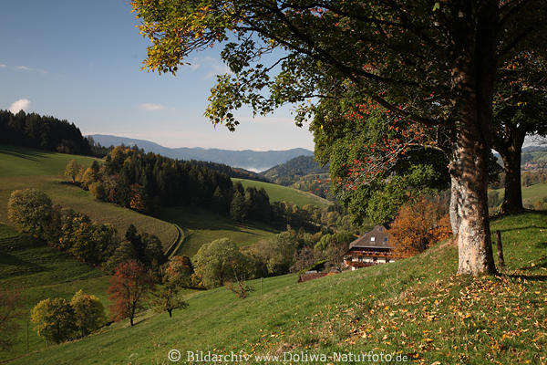 Berglandschaft Hochschwarzwald Herbst Tal-Panorama Bauernhof Naturidylle