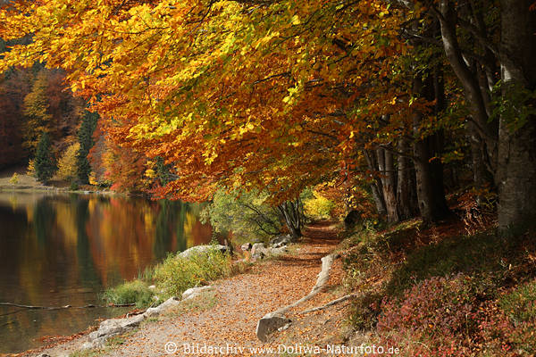 Feldsee Herbst-Allee Uferweg Schwarzwald Bume Landschaft Naturfoto bunte Idylle am Wasser