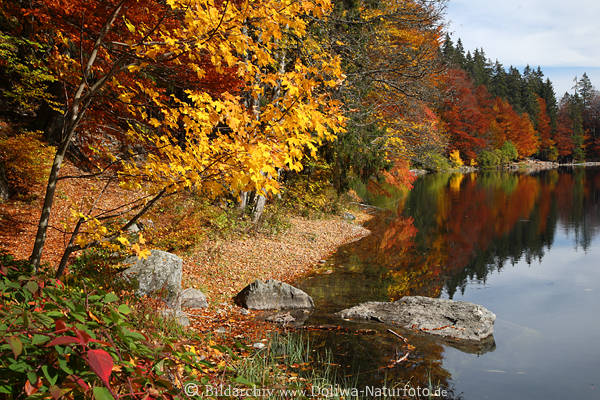 Feldsee Wasserufer Herbstlandschaft Bume Steine in Seewasser Schwarzwald Natur