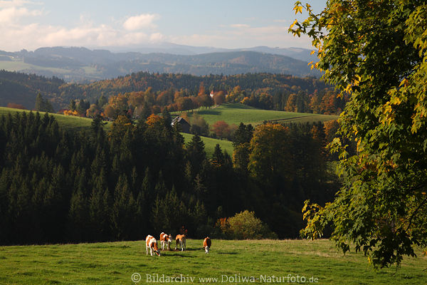 Hochschwarzwald Khe Bergwiese Landschaft Ohmenkapelle St.-Mrgen