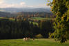 Kühe Bergwiesen Täler Landschaft Hochschwarzwald mit Ohmenkapelle St.-Märgen