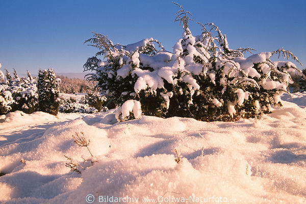 Schneedecke Strucher Winterzauber Naturbild Schneelandschaft weisse Kuppen