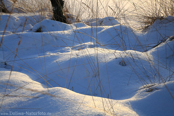 Schneebuckel Winterbild Licht-Schatten Gegenlicht Naturfoto Gr�ser in Schneewehen