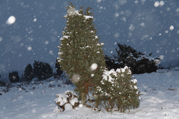 Schneetreiben am Himmel Romantik Winterlandschaft Schneefall Dmmerung