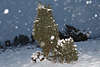 100062_Schneetreiben am Himmel Romantik Winterlandschaft Naturbild Schneefall Abenddmmerung