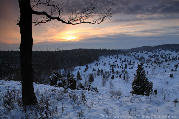 Winterblick auf Tal Landschaft Naturbild Bume Schnee Abendstimmung nach Sonnenuntergang
