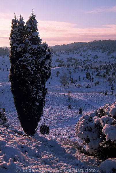 Winterbild Schnee im Tal hinter Strauchsule hoher Wacholderbaum Naturfoto