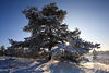 006628_Baum in Schnee Winter-Sonne Landschaft-Panorama Naturbild Gegenlicht