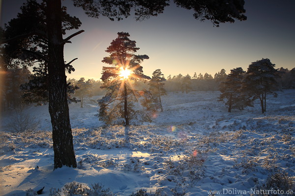 Sonnenstern im Baum Schneelandschaft Natur Winter-Romantik